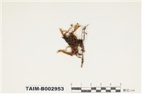 藏品(蔓苔科)的圖片